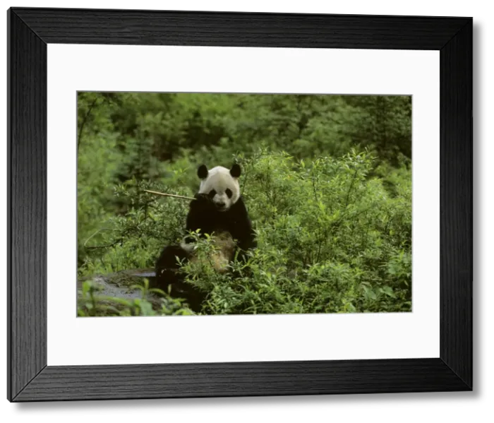 Framed Print : Giant Panda - Feeding - Wolong Reserve - Sichuan - China JPF36658 Framed Print : Giant Panda - Feeding - Wolong Reserve - Sichuan - China JPF36658
