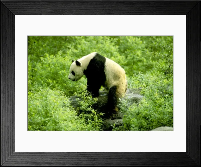 Framed Print : Giant Panda - Wolong Reserve - Sichuan - China JPF36425 Framed Print : Giant Panda - Wolong Reserve - Sichuan - China JPF36425