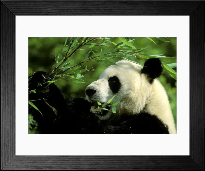 Framed Print : Giant Panda - Feeding - Wolong Reserve - Sichuan - China JPF36417 Framed Print : Giant Panda - Feeding - Wolong Reserve - Sichuan - China JPF36417