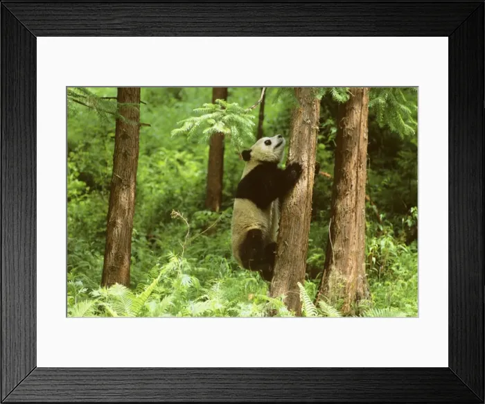 Framed Print : Giant Panda - Climbing tree - Wolong Reserve - Sichuan - China JPF36404 Framed Print : Giant Panda - Climbing tree - Wolong Reserve - Sichuan - China JPF36404