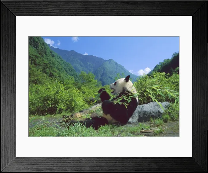 Framed Print : Giant Panda - Lying back feeding with mountains in background - Wolong Reserve - Sichuan - China JPF36393 Framed Print : Giant Panda - Lying back feeding with mountains in background - Wolong Reserve - Sichuan - China JPF36393