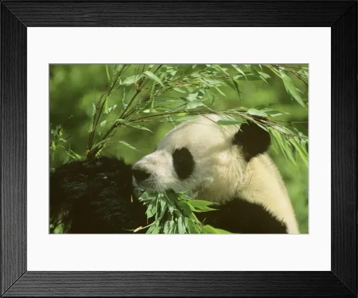 Framed Print : Giant Panda - Feeding on bamboo - Wolong Reserve - Sichuan - China JPF36812 Framed Print : Giant Panda - Feeding on bamboo - Wolong Reserve - Sichuan - China JPF36812