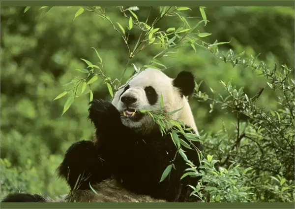 Giant Panda - Feeding on bamboo - Wolong Reserve - Sichuan - China JPF36811