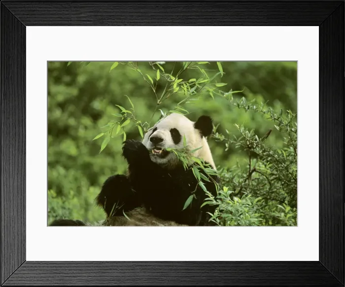 Framed Print : Giant Panda - Feeding on bamboo - Wolong Reserve - Sichuan - China JPF36811 Framed Print : Giant Panda - Feeding on bamboo - Wolong Reserve - Sichuan - China JPF36811