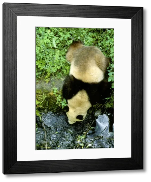 Framed Print : Giant Panda - View from above - Wolong Reserve - Sichuan - China JPF36800 Framed Print : Giant Panda - View from above - Wolong Reserve - Sichuan - China JPF36800