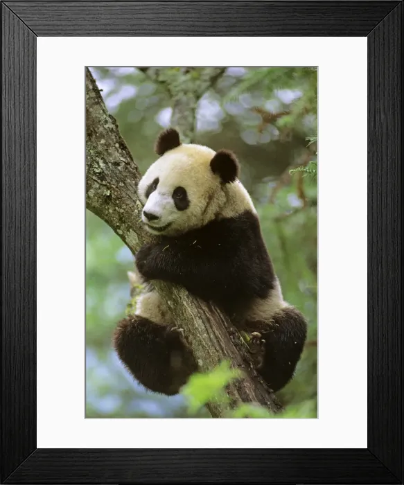 Framed Print : Giant Panda - Clinging onto tree - Wolong Reserve - Sichuan - China JPF36797 Framed Print : Giant Panda - Clinging onto tree - Wolong Reserve - Sichuan - China JPF36797