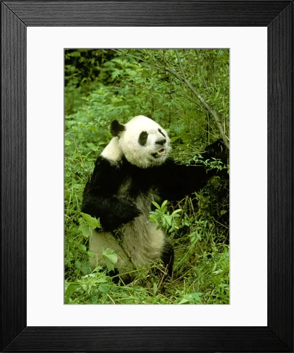 Framed Print : Giant Panda - Wolong Reserve - Sichuan - China JPF36740 Framed Print : Giant Panda - Wolong Reserve - Sichuan - China JPF36740