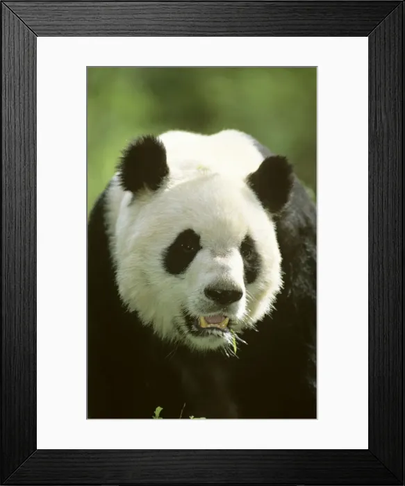 Framed Print : Giant Panda - Portrait - Wolong Reserve - Sichuan - China JPF36733 Framed Print : Giant Panda - Portrait - Wolong Reserve - Sichuan - China JPF36733