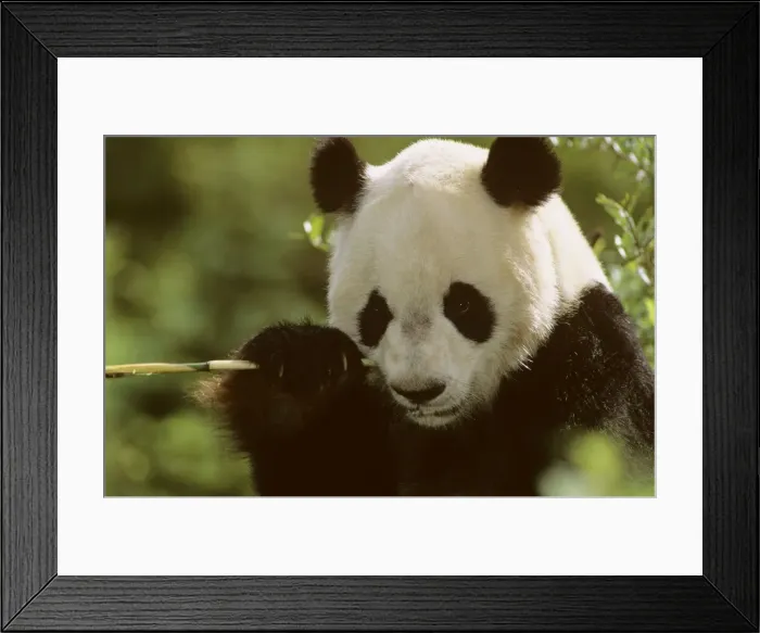 Framed Print : Giant Panda - Eating bamboo (Arrow bamboo Gelidocalamus fangianus) - Wolong Reserve - Sichuan - China JPF36732 Framed Print : Giant Panda - Eating bamboo (Arrow bamboo Gelidocalamus fangianus) - Wolong Reserve - Sichuan - China JPF36732