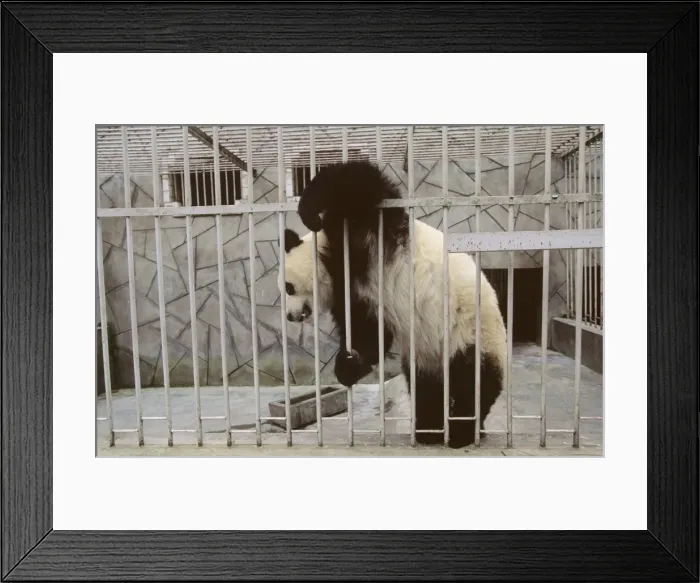 Framed Print : Giant Panda - In cage - Wolong Reserve - Sichuan - China JPF36925 Framed Print : Giant Panda - In cage - Wolong Reserve - Sichuan - China JPF36925