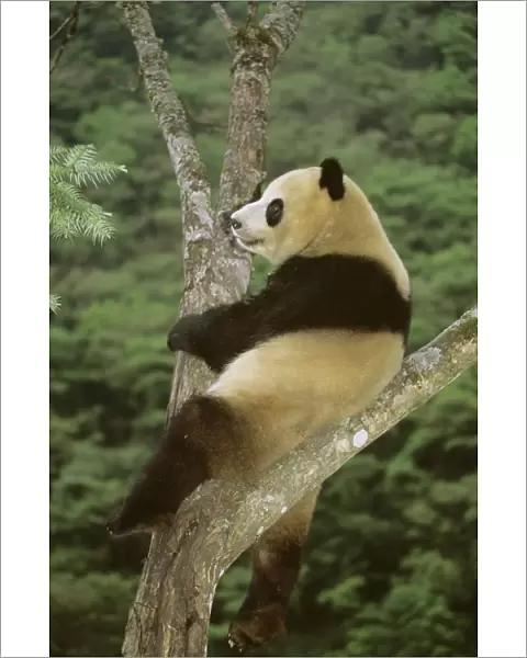 Giant Panda - In tree - Wolong Reserve - Sichuan - China JPF36918