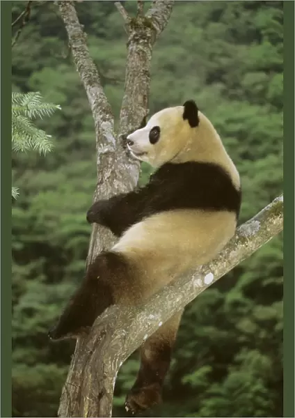 Giant Panda - In tree - Wolong Reserve - Sichuan - China JPF36918