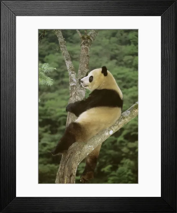 Framed Print : Giant Panda - In tree - Wolong Reserve - Sichuan - China JPF36918 Framed Print : Giant Panda - In tree - Wolong Reserve - Sichuan - China JPF36918