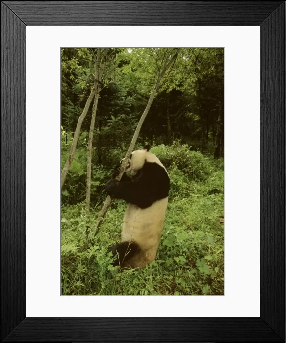 Framed Print : Giant Panda - Standing at foot of small tree - Wolong Reserve - Sichuan - China JPF36818 Framed Print : Giant Panda - Standing at foot of small tree - Wolong Reserve - Sichuan - China JPF36818