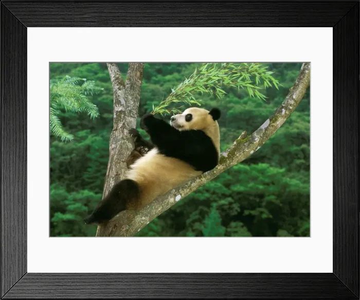 Framed Print : Giant Panda - In tree - Wolong Reserve - Sichuan - China JPF36815 Framed Print : Giant Panda - In tree - Wolong Reserve - Sichuan - China JPF36815