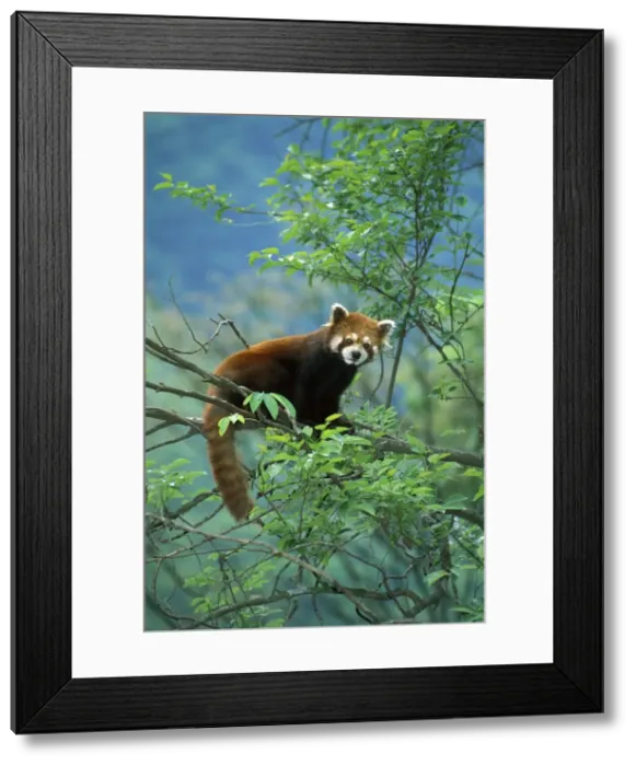 Framed Print : Lesser / Red Panda - In tree - Wolong Reserve - Sichuan - China JPF37054 Framed Print : Lesser / Red Panda - In tree - Wolong Reserve - Sichuan - China JPF37054