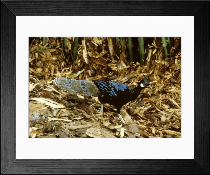 Framed Print : Palawan Peacock-Pheasant - Male, Palawan, Philippines, endemic to Palawan I. Philippines JPF37128 Framed Print : Palawan Peacock-Pheasant - Male, Palawan, Philippines, endemic to Palawan I. Philippines JPF37128