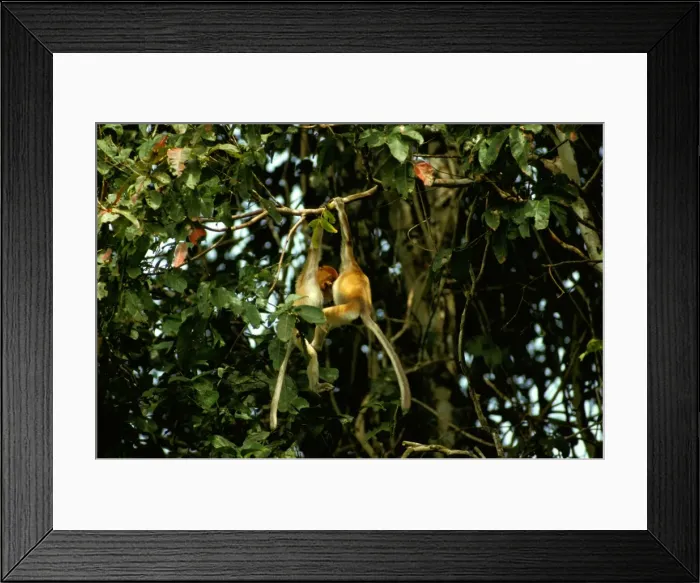 Framed Print : Proboscis Monkey - Juveniles playing in riverine forest, Sabah, Borneo, Malaysia JPF37245 Framed Print : Proboscis Monkey - Juveniles playing in riverine forest, Sabah, Borneo, Malaysia JPF37245