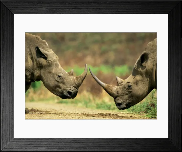 Framed Print : White Rhinoceros - About to but horns in territorial dispute (no injury will occur) - Hluhluwe-Umfolozi Game Reserve, KwaZulu-Natal, South Africa JPF37690 Framed Print : White Rhinoceros - About to but horns in territorial dispute (no injury will occur) - Hluhluwe-Umfolozi Game Reserve, KwaZulu-Natal, South Africa JPF37690