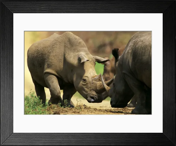 Framed Print : White Rhinoceros - Butting horns in territorial dispute (no injury will occur), Hluhluwe-Umfolozi Game Reserve, KwaZulu-Natal, South Africa JPF37677 Framed Print : White Rhinoceros - Butting horns in territorial dispute (no injury will occur), Hluhluwe-Umfolozi Game Reserve, KwaZulu-Natal, South Africa JPF37677