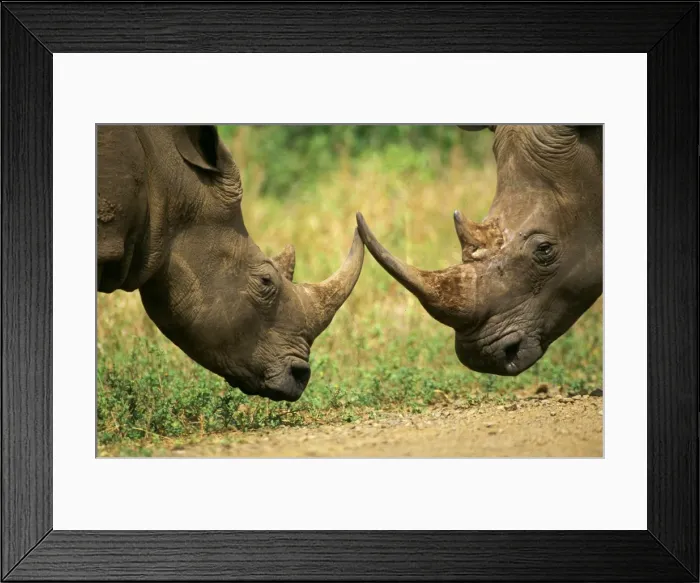 Framed Print : White Rhinoceros - About to but horns in territorial dispute (no injury will occur) - Hluhluwe-Umfolozi Game Reserve - KwaZulu-Natal, South Africa JPF37694 Framed Print : White Rhinoceros - About to but horns in territorial dispute (no injury will occur) - Hluhluwe-Umfolozi Game Reserve - KwaZulu-Natal, South Africa JPF37694