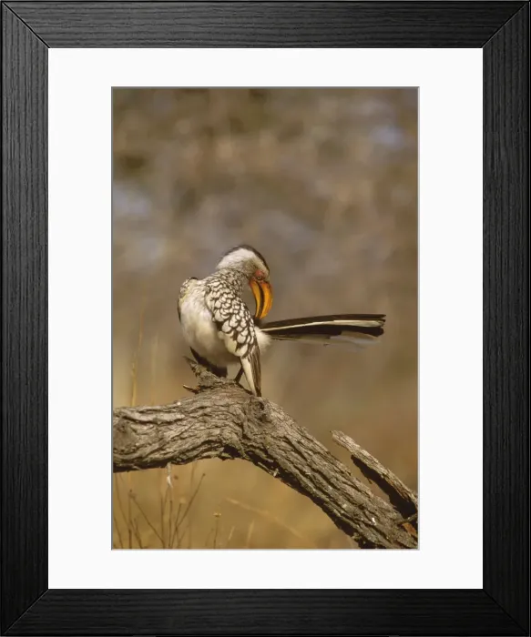 Framed Print : Ground Hornbill - Perched on branch preening feathers - Kruger National Park, Transvaal, South Africa JPF37869