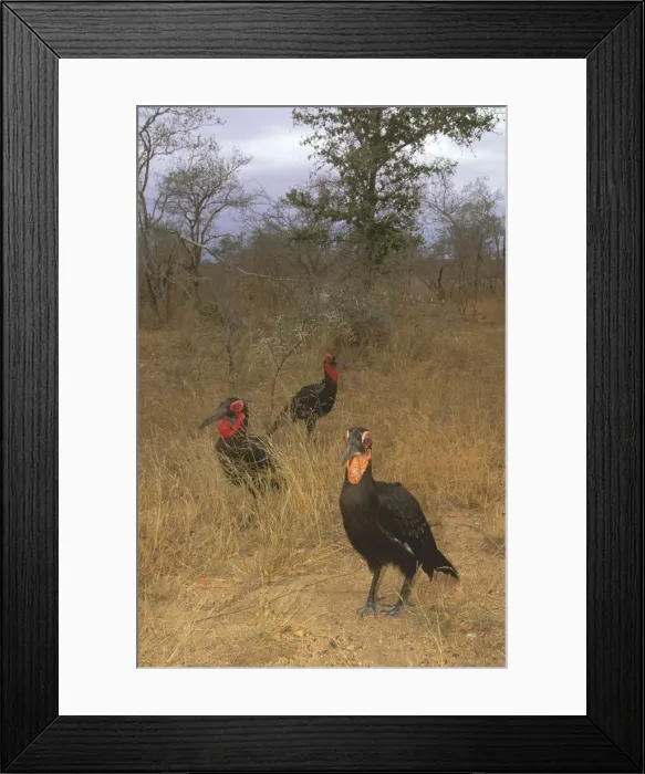 Framed Print : Southern Ground Hornbill - Family group on ground (immatures: yellow throat patch), Kruger National Park, KwaZulu-Natal, South Africa, southern and eastern Africa JPF37851 Framed Print : Southern Ground Hornbill - Family group on ground (immatures: yellow throat patch), Kruger National Park, KwaZulu-Natal, South Africa, southern and eastern Africa JPF37851