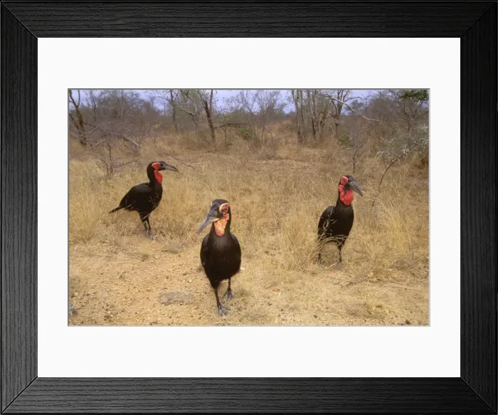 Framed Print : Southern Ground Hornbill - Family group on ground (immatures: yellow throat patch) Kruger National Park, Transvaal, South Africa JPF37847 Framed Print : Southern Ground Hornbill - Family group on ground (immatures: yellow throat patch) Kruger National Park, Transvaal, South Africa JPF37847