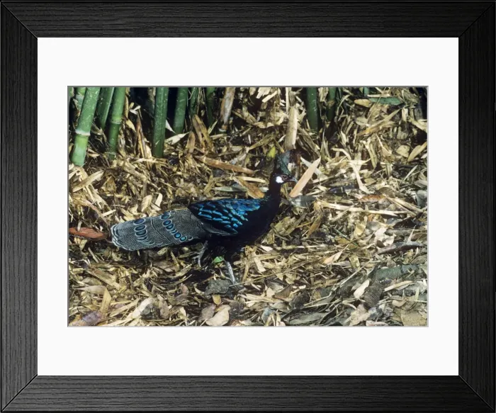 Framed Print : Palawan Peacock-Pheasant (Polyplectron emphanum) male. Endemic to Palawan Islands; vulnerable, Palawan, Philippines, endemic to Palawan I. Philippines JPF38109 Framed Print : Palawan Peacock-Pheasant (Polyplectron emphanum) male. Endemic to Palawan Islands; vulnerable, Palawan, Philippines, endemic to Palawan I. Philippines JPF38109