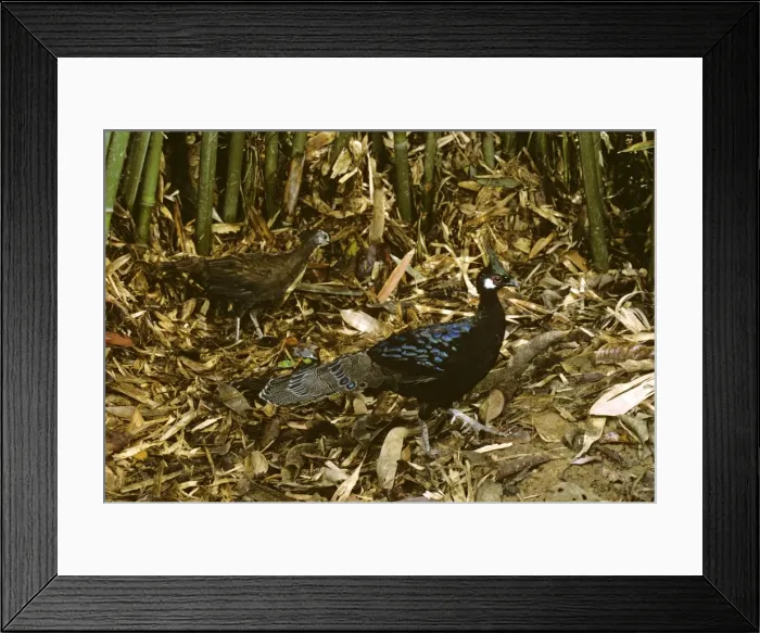 Framed Print : Palawan peacock-pheasant (Polyplectron emphanum) male & female in background - endemic to Palawan I. Philippines, endemic to Palawan I. Philippines JPF38104 Framed Print : Palawan peacock-pheasant (Polyplectron emphanum) male & female in background - endemic to Palawan I. Philippines, endemic to Palawan I. Philippines JPF38104