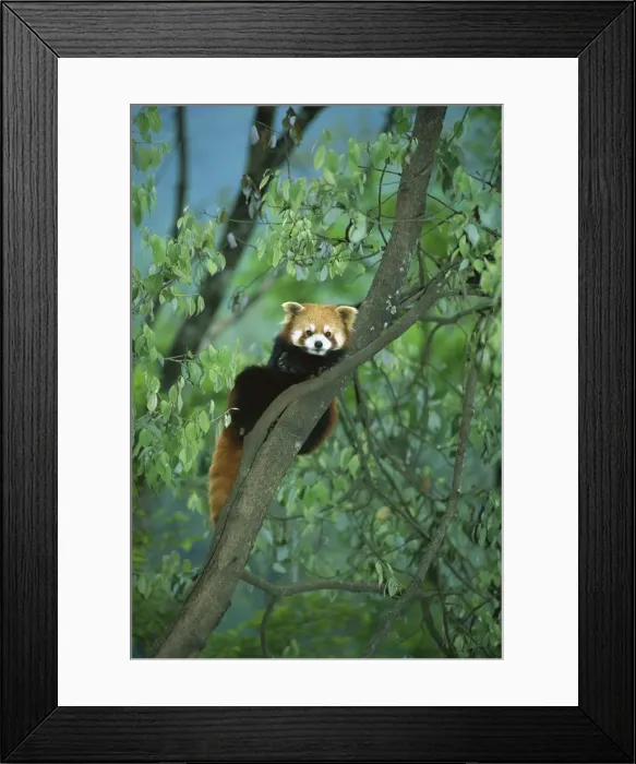 Framed Print : Lesser  /  Red panda - In tree, Wolong Reserve - Sichuan, China JPF38207