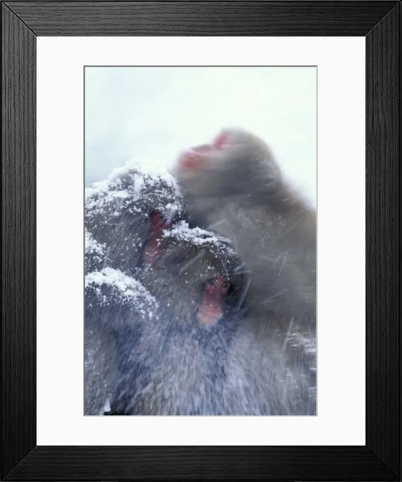 Framed Print : Japanese Macaque / Snow Monkey - Huddling for warmth - Joshinetsu Kogen National Park - Shiga Highlands - Honshu - Japan JPF39191 Framed Print : Japanese Macaque / Snow Monkey - Huddling for warmth - Joshinetsu Kogen National Park - Shiga Highlands - Honshu - Japan JPF39191