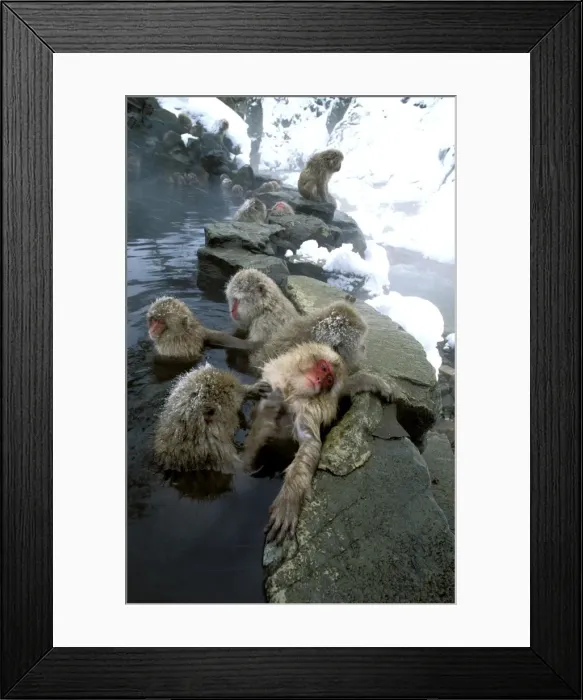 Framed Print : Japanese Macaque / Snow Monkey - Warming up in thermal pool - Joshinetsu Kogen National Park - Shiga Highlands - Honshu - Japan JPF38814 Framed Print : Japanese Macaque / Snow Monkey - Warming up in thermal pool - Joshinetsu Kogen National Park - Shiga Highlands - Honshu - Japan JPF38814