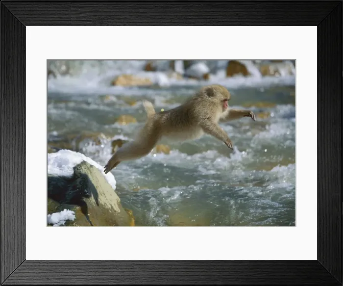 Framed Print : Japanese Macaque / Snow Monkey - Jumping across stream - Joshinetsu Kogen National Park - Shiga Highlands - Honshu - Japan JPF38876 Framed Print : Japanese Macaque / Snow Monkey - Jumping across stream - Joshinetsu Kogen National Park - Shiga Highlands - Honshu - Japan JPF38876
