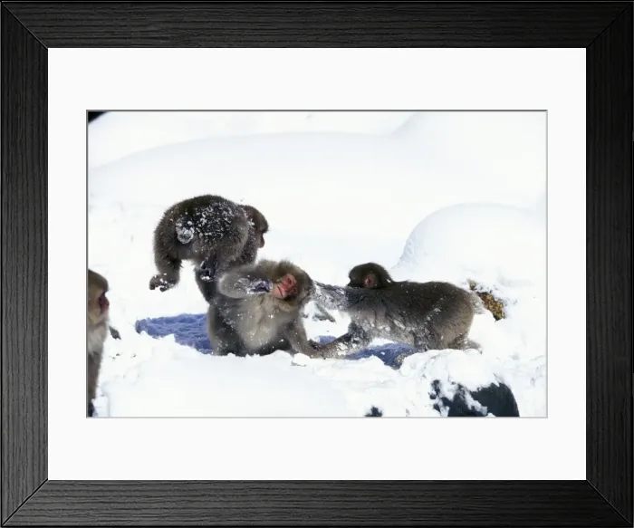 Framed Print : Japanese Macaque / Snow Monkey - Playing in the snow - Joshinetsu Kogen National Park - Shiga Highlands - Honshu - Japan JPF38874 Framed Print : Japanese Macaque / Snow Monkey - Playing in the snow - Joshinetsu Kogen National Park - Shiga Highlands - Honshu - Japan JPF38874