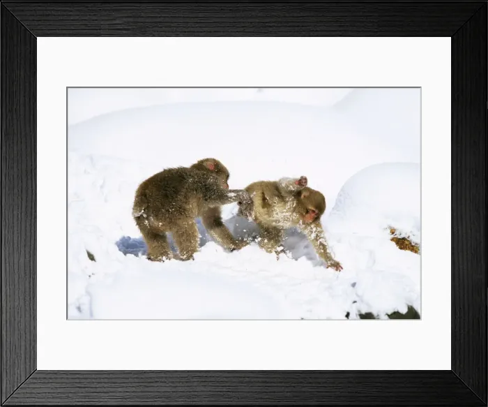Framed Print : Japanese Macaque / Snow Monkey - Playing in the snow - Joshinetsu Kogen National Park - Shiga Highlands - Honshu - Japan JPF39060 Framed Print : Japanese Macaque / Snow Monkey - Playing in the snow - Joshinetsu Kogen National Park - Shiga Highlands - Honshu - Japan JPF39060