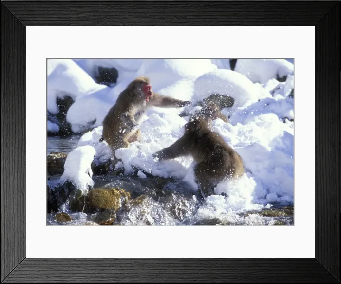 Framed Print : Japanese Macaque  /  Snow Monkey - Playing in the snow - Joshinetsu Kogen National Park - Shiga Highlands - Honshu - Japan JPF39190