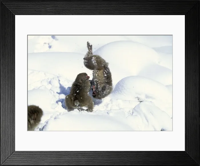 Framed Print : Japanese Macaque / Snow Monkey - Playing in the snow - Joshinetsu Kogen National Park - Shiga Highlands - Honshu - Japan JPF38873 Framed Print : Japanese Macaque / Snow Monkey - Playing in the snow - Joshinetsu Kogen National Park - Shiga Highlands - Honshu - Japan JPF38873