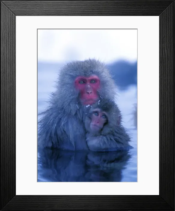 Framed Print : Japanese Macaque / Snow Monkey - Mother with baby in thermal pool - Joshinetsu Kogen National Park - Shiga Highlands - Honshu - Japan JPF38871 Framed Print : Japanese Macaque / Snow Monkey - Mother with baby in thermal pool - Joshinetsu Kogen National Park - Shiga Highlands - Honshu - Japan JPF38871