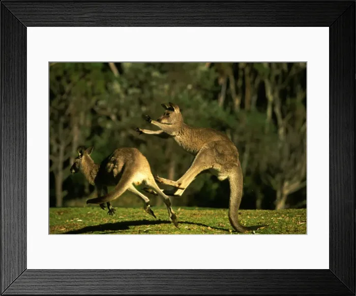 Framed Print : Eastern Grey Kangaroo - Fighting - New South Wales - Australia JPF39197
