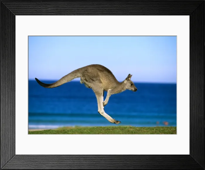 Framed Print : Eastern Grey Kangaroo - Hopping- Murramarang National Park - New South Wales - Australia JPF39230 Framed Print : Eastern Grey Kangaroo - Hopping- Murramarang National Park - New South Wales - Australia JPF39230