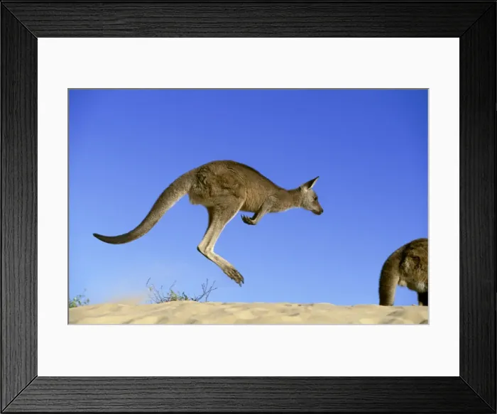 Framed Print : Eastern Grey Kangaroo - Hopping- Murramarang National Park - New South Wales - Australia JPF39251 Framed Print : Eastern Grey Kangaroo - Hopping- Murramarang National Park - New South Wales - Australia JPF39251