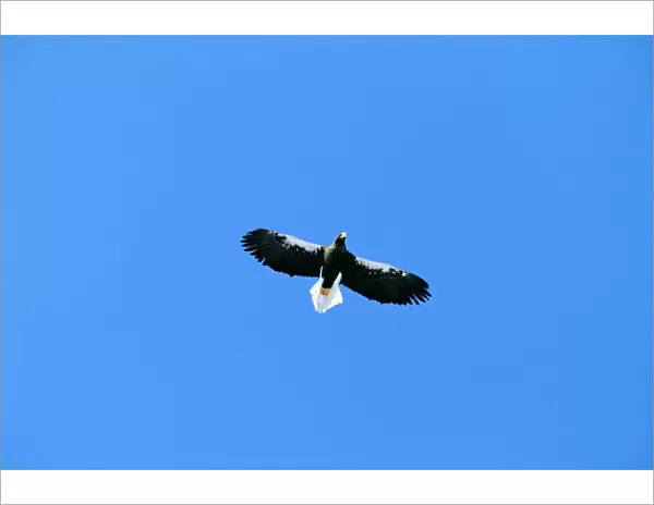 Steller's Sea Eagle - In flight, Shiretoko Peninsula, Hokkaido, Japan, also in east China and Russia JPF39984