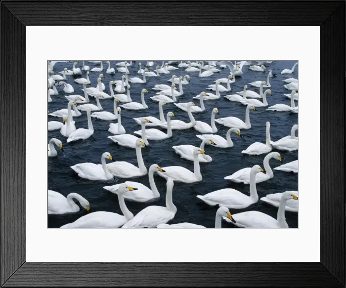Framed Print : Whooper Swan - Flock on lake, Hokkaido, Japan JPF39151 Framed Print : Whooper Swan - Flock on lake, Hokkaido, Japan JPF39151