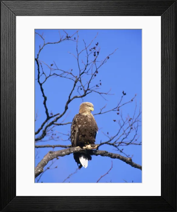 Framed Print : White-tailed Sea-Eagle - Perched in tree, Japan, Eastern Europe to Japan JPF39938 Framed Print : White-tailed Sea-Eagle - Perched in tree, Japan, Eastern Europe to Japan JPF39938