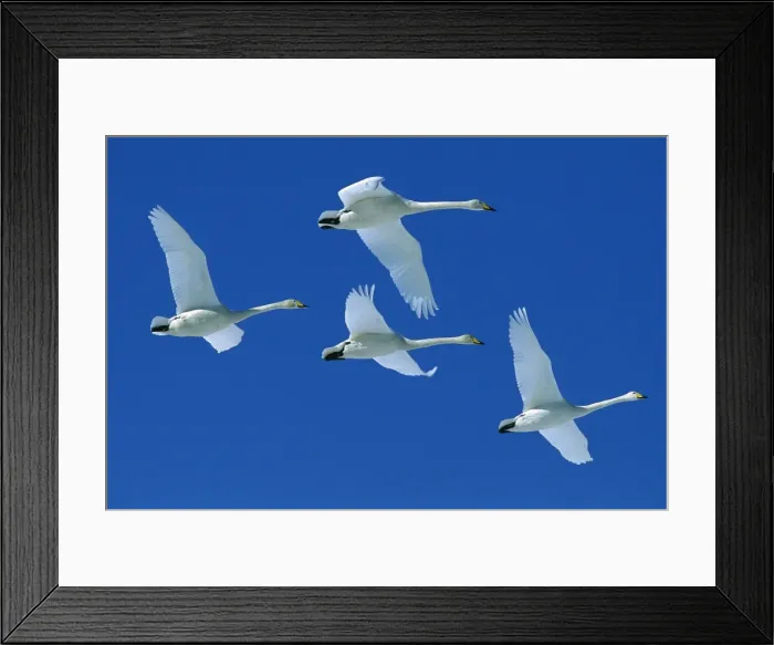 Framed Print : Whooper Swan - Four swans in flight, Lake Kussharo, Akan National Park, Hokkaido, Japan, Europe, Coast of Africa, North and Centra Asia JPF39189