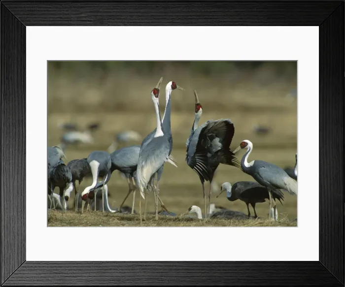 Framed Print : White-naped Crane - Courting dance of wintering birds - Arasaki swamps - Kagoshima Prefecture - Kyushu - Japan - central Asia to Japan JPF39863 Framed Print : White-naped Crane - Courting dance of wintering birds - Arasaki swamps - Kagoshima Prefecture - Kyushu - Japan - central Asia to Japan JPF39863