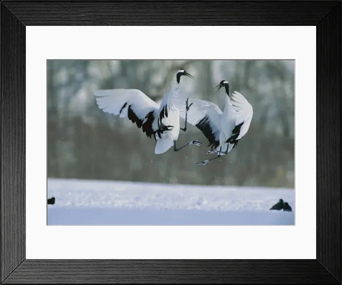 Framed Print : Red-crowned Crane - In flight - Kushiro Shitsugen National Park - Hokkaido - Japan - eastern Eurasia JPF40123 Framed Print : Red-crowned Crane - In flight - Kushiro Shitsugen National Park - Hokkaido - Japan - eastern Eurasia JPF40123