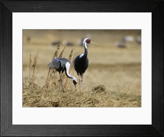 Framed Print : White-naped Crane - Feeding - Arasaki swamps - Kagoshima Prefecture - Kyushu - Japan - central Asia to Japan JPF39815 Framed Print : White-naped Crane - Feeding - Arasaki swamps - Kagoshima Prefecture - Kyushu - Japan - central Asia to Japan JPF39815