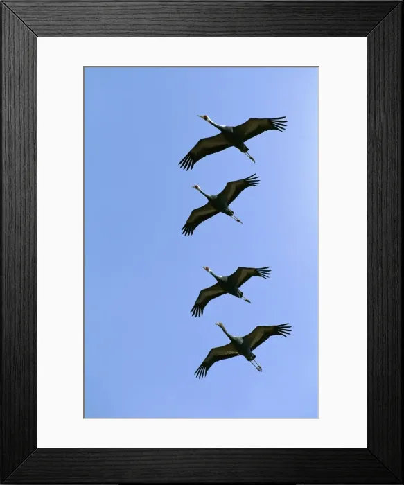 Framed Print : White-naped Crane - Four birds in flight and formation - Arasaki swamps - Kagoshima Prefecture - Kyushu - Japan - central Asia to Japan JPF39809 Framed Print : White-naped Crane - Four birds in flight and formation - Arasaki swamps - Kagoshima Prefecture - Kyushu - Japan - central Asia to Japan JPF39809